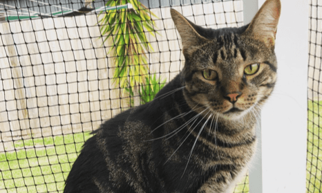 Cat Boarding Condo Sydney - Sutherland Shire